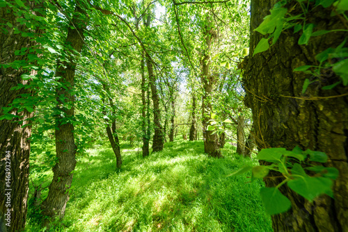 Obraz na płótnie Beautiful spring landscapes in green forest with bright sunlight shining through leaves of trees onto grass. w salonie