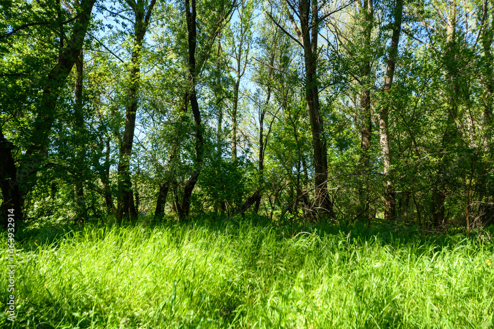 The picturesque spring scenery in the verdant woodland, with the sun shining through the leaves of the trees onto the grass.
