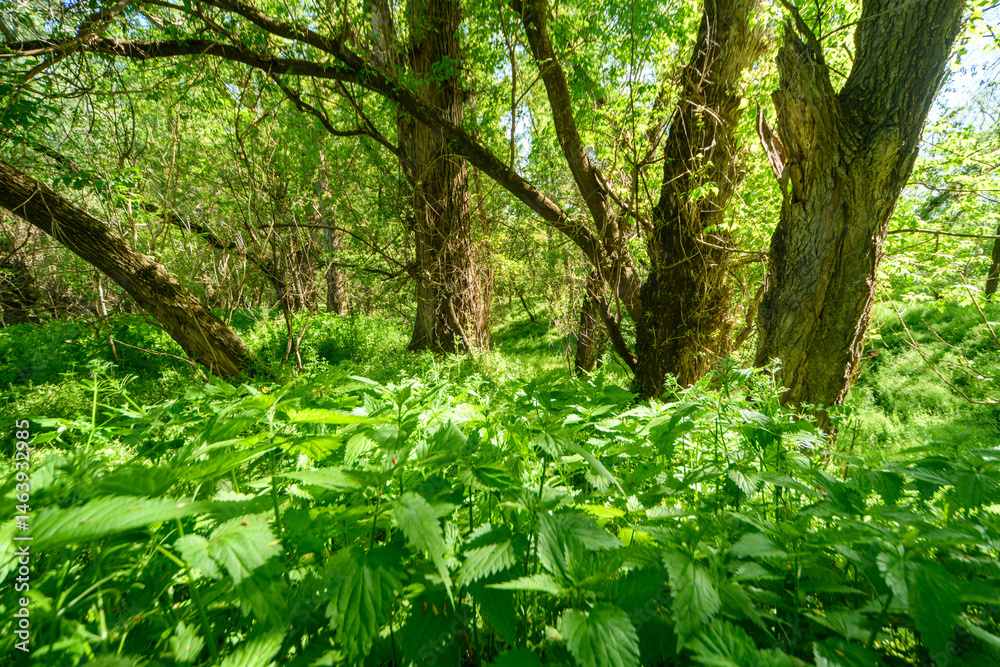 The picturesque spring scenery in the verdant woodland, with the sun shining through the leaves of the trees onto the grass.