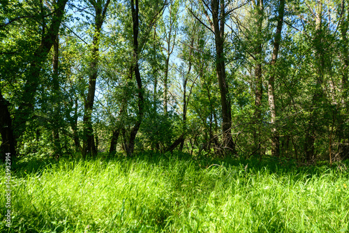 Obraz na płótnie The picturesque spring scenery in the verdant woodland, with the sun shining through the leaves of the trees onto the grass. w salonie