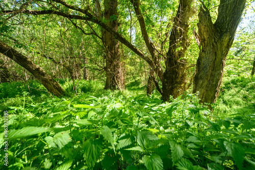 Obraz na płótnie The picturesque spring scenery in the verdant woodland, with the sun shining through the leaves of the trees onto the grass. w salonie