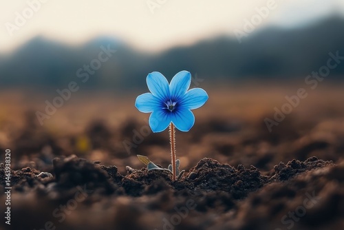 Obraz na płótnie Single blue flax flower blooms in a field, blurred background. It can be used for themes of growth, nature, hope, and resilience. w salonie