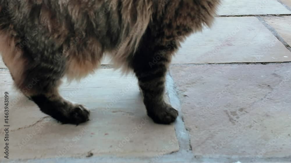 chat tigré aux poils longs et oreilles en pointes qui miaule et se roule sur le dos 
