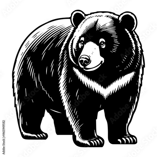 Formosan Black Bear Illustration
