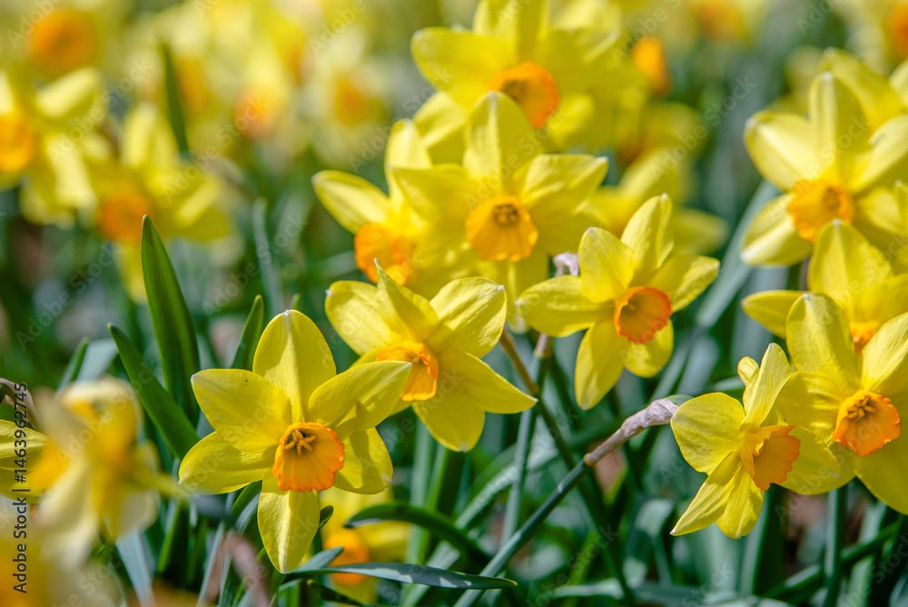 Fototapeta premium yellow daffodils on a green natural background 