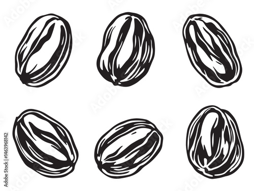 Raisins botanical line art illustration with organic detail