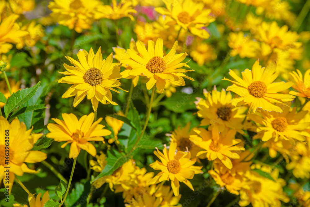 Fototapeta premium Yellow daisies grow in the meadow in summer 