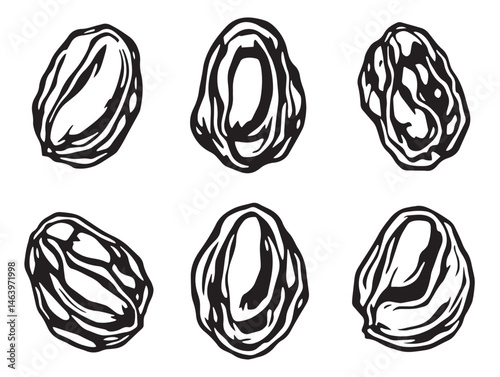 Hand drawn raisins vector line art for kitchen decor