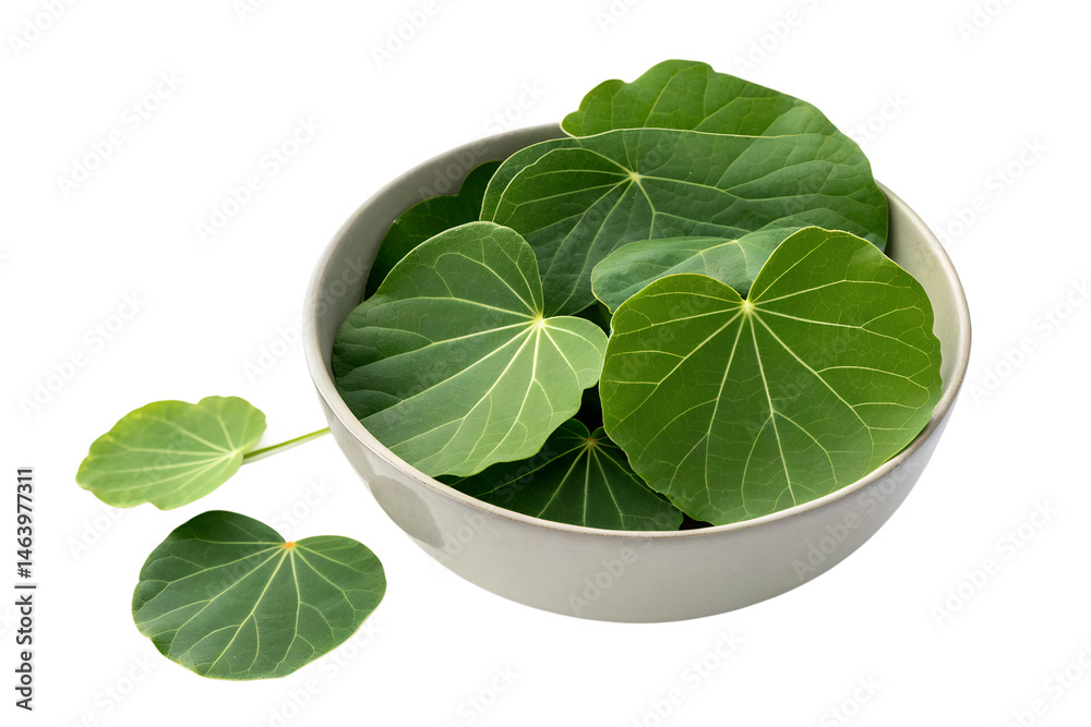 Fototapeta premium Isolated fresh green basil herb leaves and spinach leaves, a natural food ingredient on white