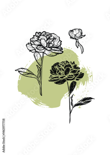 A4, A3, Peony line art and fill vector hand drawn illustration. Art print with beautiful and elegant black and green spring flower. Highly detailed and high quality graphic asset for online and print.