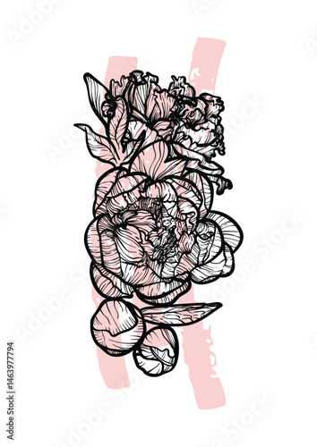 A4, A3, Peony bouquet line art vector hand drawn illustration. Art print with beautiful and elegant black and pink spring flower. Highly detailed and high quality graphic asset for online and print.