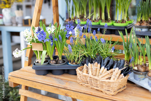 Wallpaper Mural Lots plants in pots on table. Gardening, hobby concept. Sale beautiful hyacinth and daffodils flowers and gardening tools a shovel and rake on wooden stand in the garden. Flowers shop at street market Torontodigital.ca