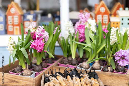 Fototapeta Naklejka Na Ścianę i Meble -  Lots Hyacinth flowers in pots, plants and small gardening tools a shovel and rake on table. Gardening and hobby concept, care for flower plants. Sale flowers at street market	
