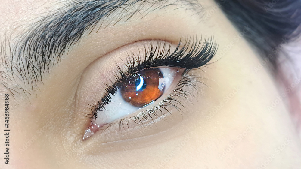 Fototapeta premium .Close up of female eye with eyelash extensions ,eyelash extension procedure.