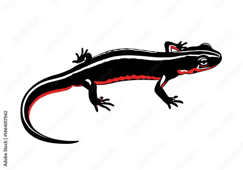 Fototapeta premium Stylized vector drawing of a salamander with black body, red belly, and white stripes. Perfect for herpetology topics, amphibian identification, wildlife posters, and nature-themed design.