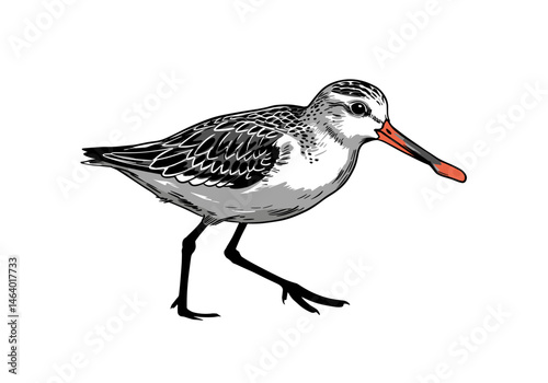 Realistic vector image of a shorebird, resembling a sandpiper or godwit, with black and white feathers and a red-orange beak. Great for nature education, birdwatching, or ornithology projects.