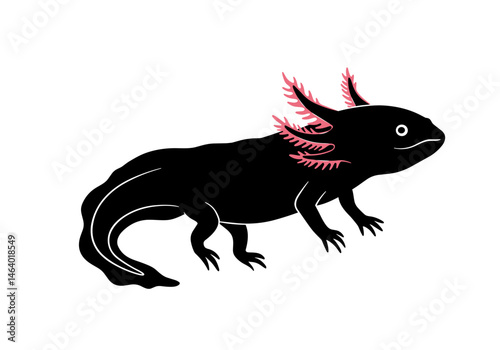 Vector image of a black axolotl with pink gills, ideal for biology, endangered species awareness, and aquatic animal themes.