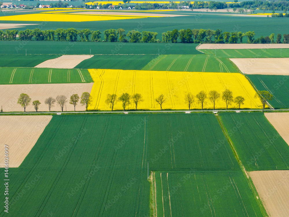 Aerial drone view of beautiful yellow fields rapeseed.Village country farming shapes in fields. Spring fields of yellow blooming rapeseed, growing plants. Fields in the Opole village from a drone.
