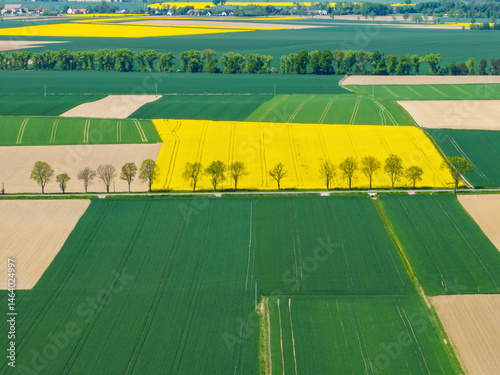Obraz na płótnie Aerial drone view of beautiful yellow fields rapeseed.Village country farming shapes in fields. Spring fields of yellow blooming rapeseed, growing plants. Fields in the Opole village from a drone. w salonie