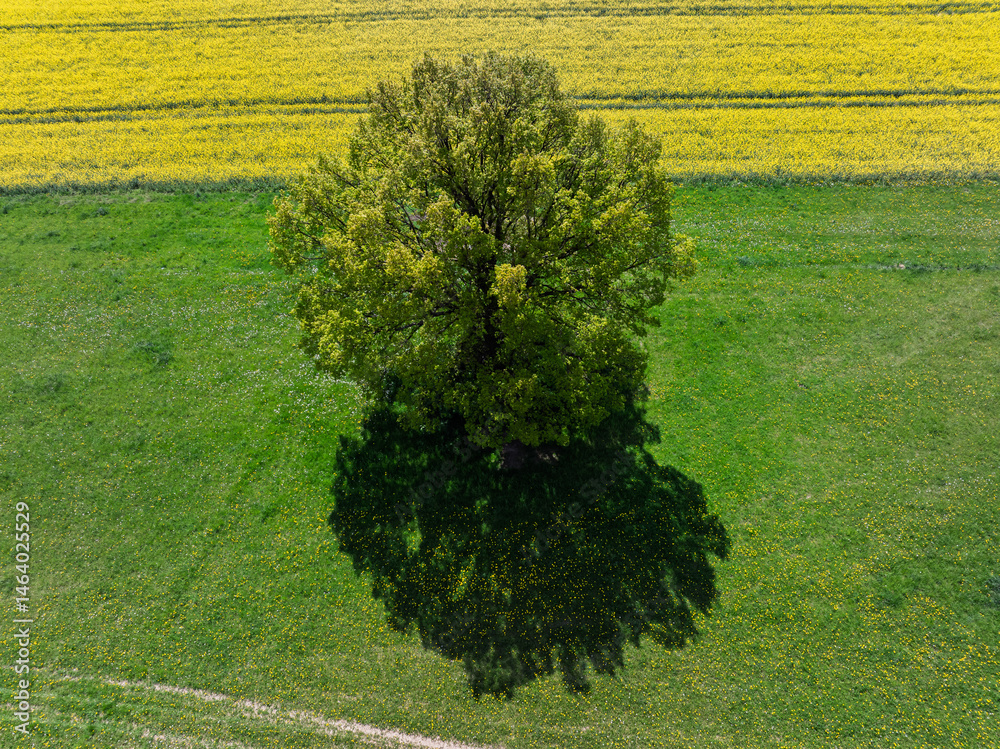 Aerial drone view of beautiful yellow fields rapeseed.Village country farming shapes in fields. Spring fields of yellow blooming rapeseed, growing plants. Fields in the Opole village from a drone.