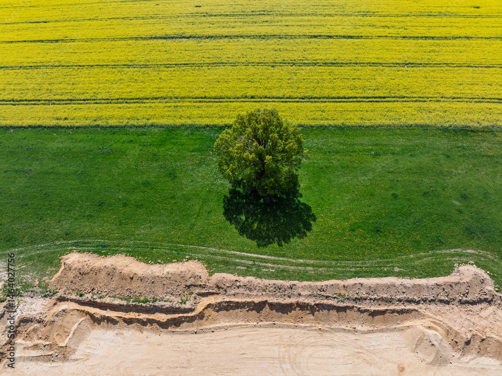 Aerial drone view of beautiful yellow fields rapeseed.Village country farming shapes in fields. Spring fields of yellow blooming rapeseed, growing plants. Fields in the Opole village from a drone.