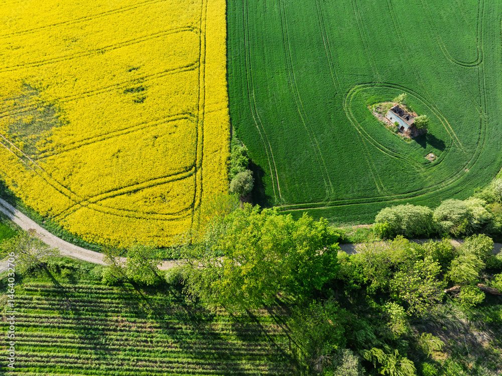 Aerial drone view of beautiful yellow fields rapeseed.Village country farming shapes in fields. Spring fields of yellow blooming rapeseed, growing plants. Fields in the Opole village from a drone.