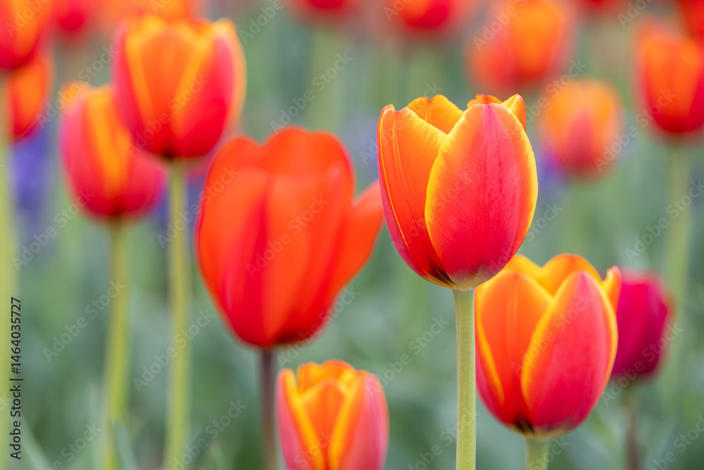 Fototapeta premium In a park garden, I discovered garden tulips with red petals bordered by yellow.
