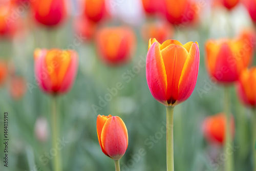 In a park garden, I discovered garden tulips with red petals bordered by yellow.