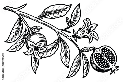 79 Botanical illustration, pomegranate branch, detailed line art, black and white drawing, vintage engraving style, intricate leaves and flowers, cross-hatching texture, scientific accuracy, elegant c