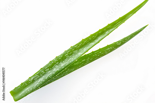 Aloe Vera Leaves Isolated on White Background.