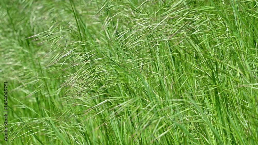 Swaying green grass in gentle breeze. Bromus sterilis, barren brome Swaying green grass in gentle breeze. Bromus sterilis, barren brome