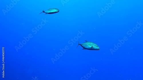 Two big fishes swimming in the deep blue - Egypt Red Sea - BDE