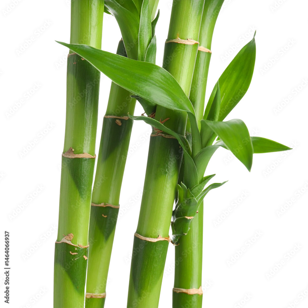 Obraz premium Bamboo stalks and leaves isolated on a clean white background