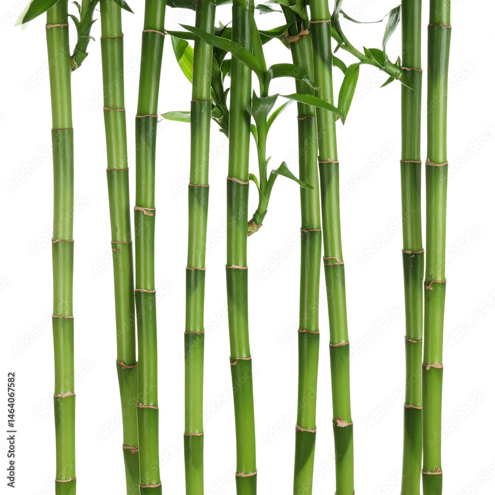 Obraz premium Green bamboo forest background with natural stems and leaves pattern
