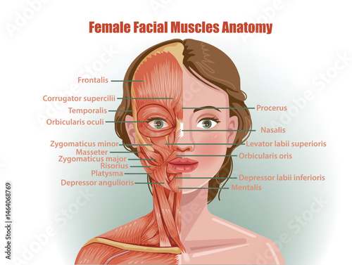 women facial muscles anatomy.  Half of her face dissected.