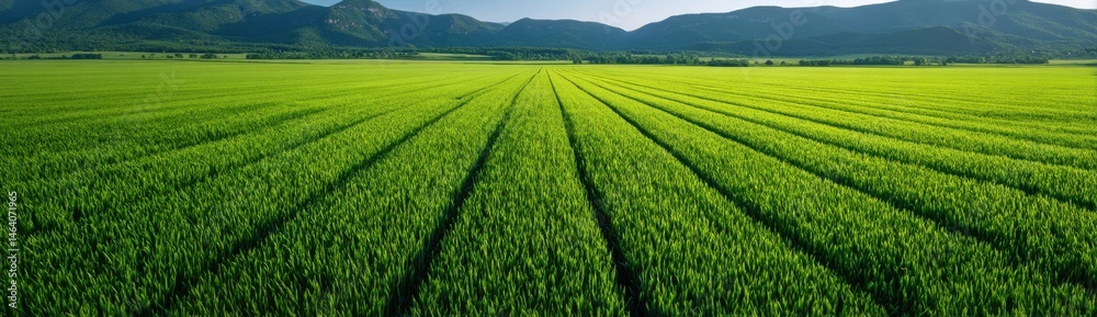 Naklejka premium Lush Green Landscape with Patterned Rows of Growing Crop Fields
