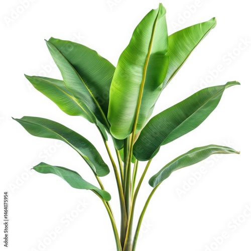 Strelitzia nicolai plant isolated on white background