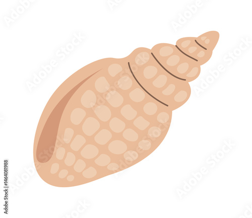 Sea shell, mollusk. Trendy flat cartoon illustration of seashell isolated on white background. Ocean exotic underwater sea shell conch aquatic mollusk, sea spiral snail. Tropical beach shells.
