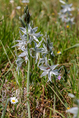Plants of Greece. A tender plant (Ornithogalum nutans) with white flowers close-up
