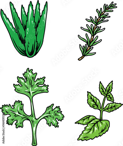 medical plant illustration