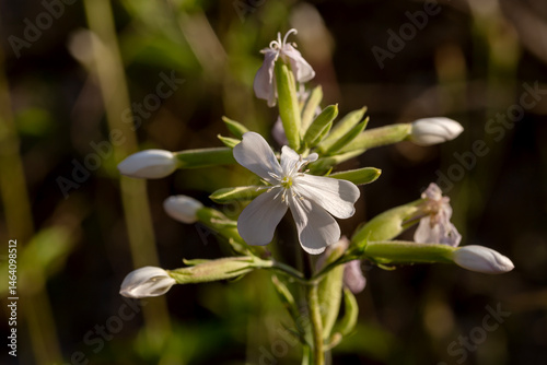 Poisonous, medicinal plant with white flowers (Saponaria officinalis) growing close-up