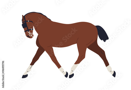 Horse walking. Trotting stallion. Equine animal in bridle, in motion, side vi...