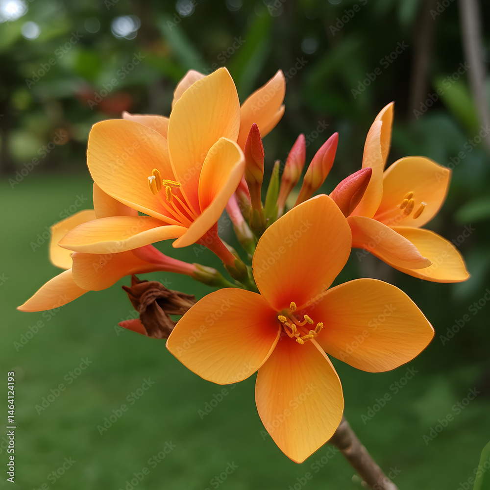 Vibrant Orange Blossom Illustration With Green Background Under Sunny Light