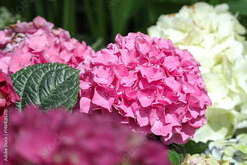 Beautiful of pink hydrangea flower in the garden. close up of Beautiful Pink Hydrangea Blossoms. 