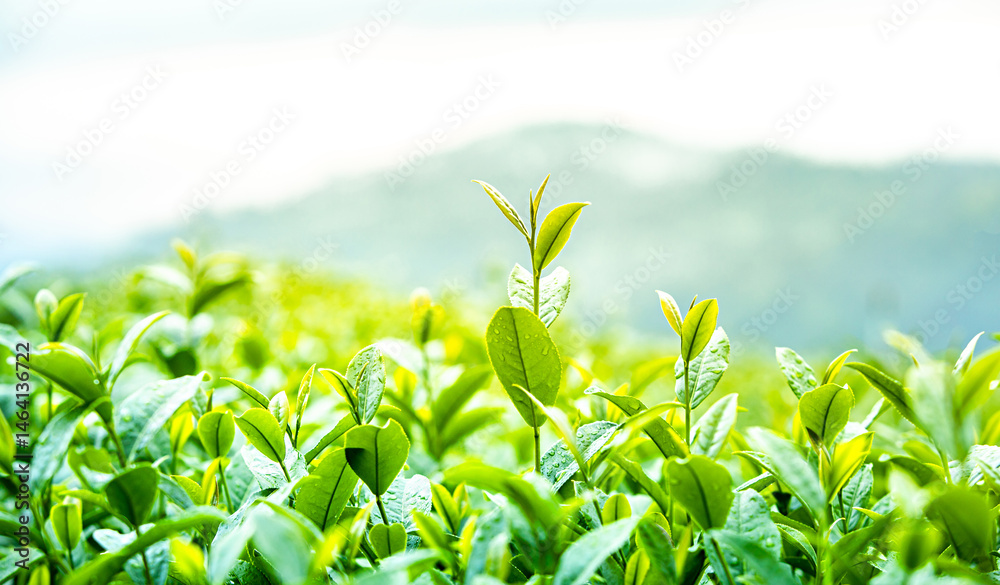 Obraz premium Close up of tea plant green in nature. Green tea, young tea leaves in organic farm, Green tea plantation in morning.