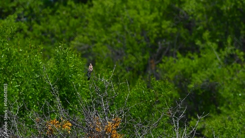 In spring, a bird perches on a bush against a green background and sings. Eurasian Hoopoe, Upupa epops.