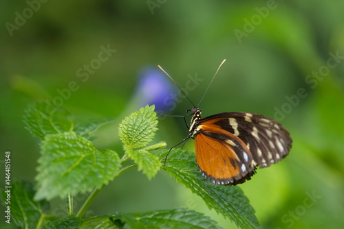 heliconius hecale - Tigerfalter photo