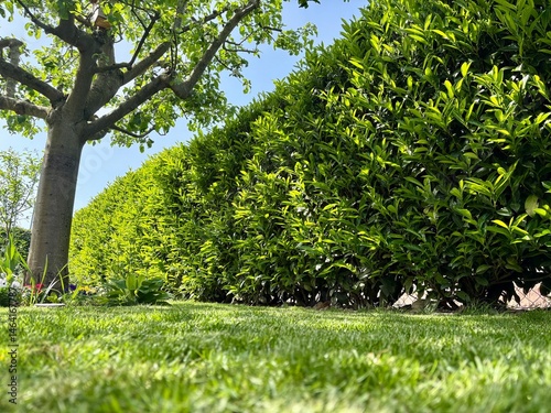 Kirschlorbeer im Garten als Sichtschutz