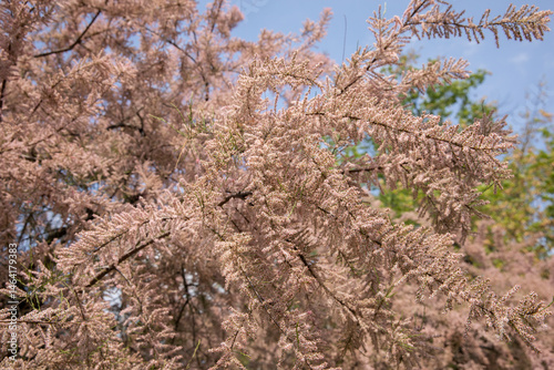 pink flowers of tamarisk (Tamarix parviflora) spring bloom in the garden, city greening
