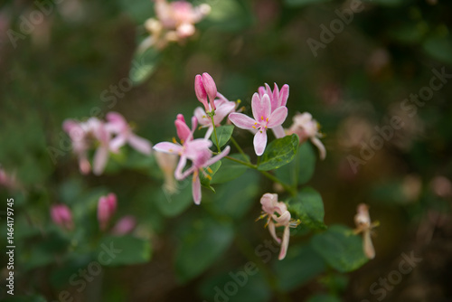 Branch of blooming honeysuckle tatarian, delicate pink flowers on blurred background, gardening
